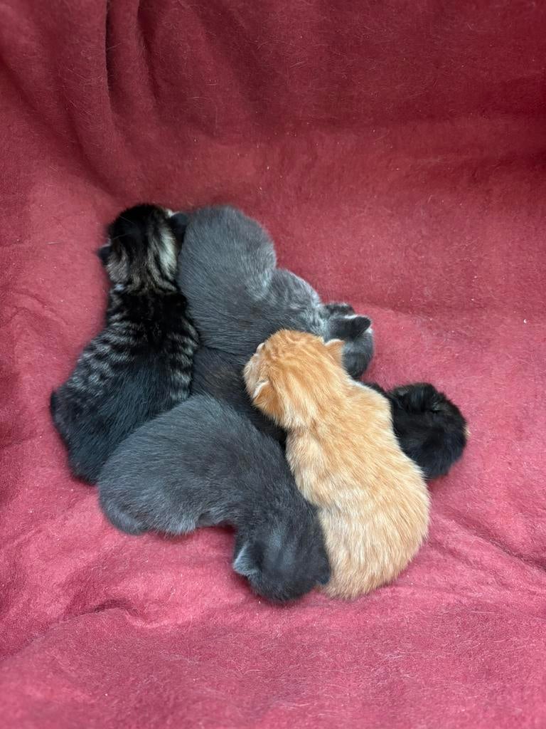 Prachtige kittens te koop (nog 1 poesje), Dieren en Toebehoren, Meerdere dieren, 0 tot 2 jaar