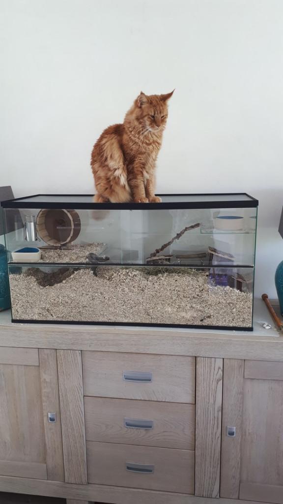 Gerbilarium met extra stevige deksel, Minder dan 60 cm, Nieuw, Ophalen of Verzenden, Hok