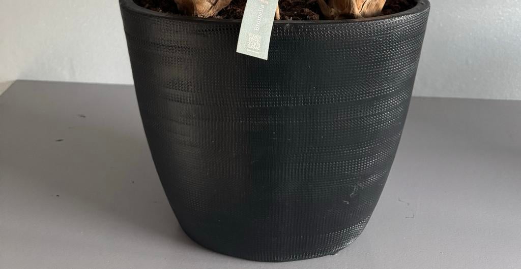 2x Bloempot met planten (Bromelia), 25 tot 40 cm, Binnen, Ophalen of Verzenden, Zo goed als nieuw