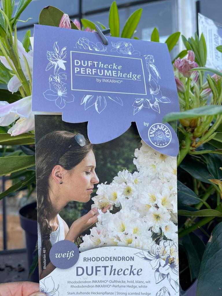 Rhodondendron - Dufthecke wit, Vaste plant, Halfschaduw, Lente, Ophalen