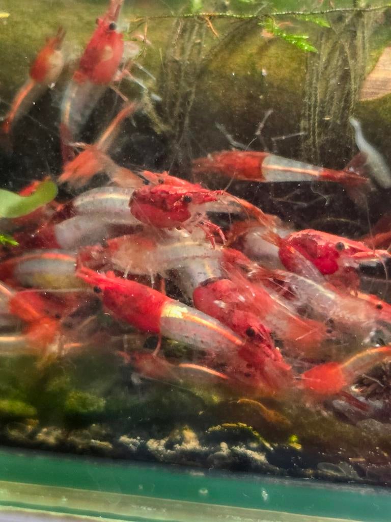 Red Rili Neocaridina Garnalen, Dieren en Toebehoren, Kreeft, Krab of Garnaal, Zoetwatervis, Schoolvis