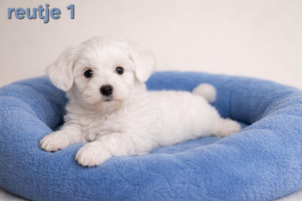 Super mooie lieve maltezer pups, Maltezer, Parvo, Reu, 8 tot 15 weken