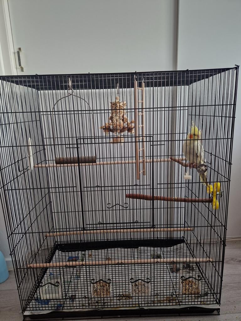 Valkparkiet .. gezond en tam!, Geslacht onbekend, Parkiet