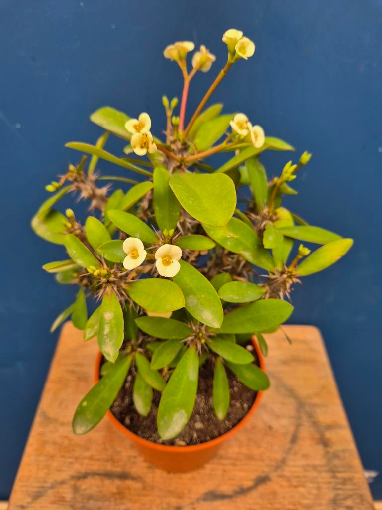 Euphorbia Milii Crème p13, Ophalen of Verzenden, Halfschaduw, Minder dan 100 cm