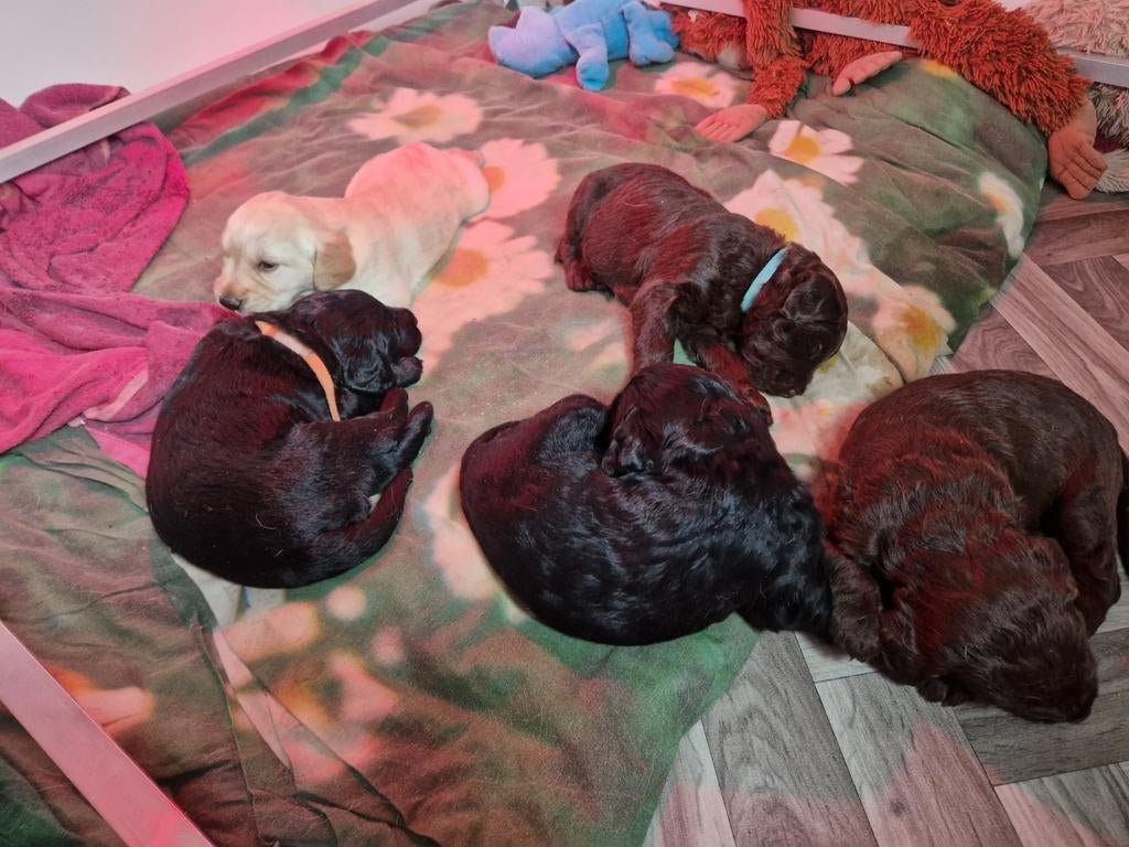 De aller leukste en liefste F1 Labradoodles, 8 tot 15 weken, Meerdere, Nederland, Fokker | Hobbymatig
