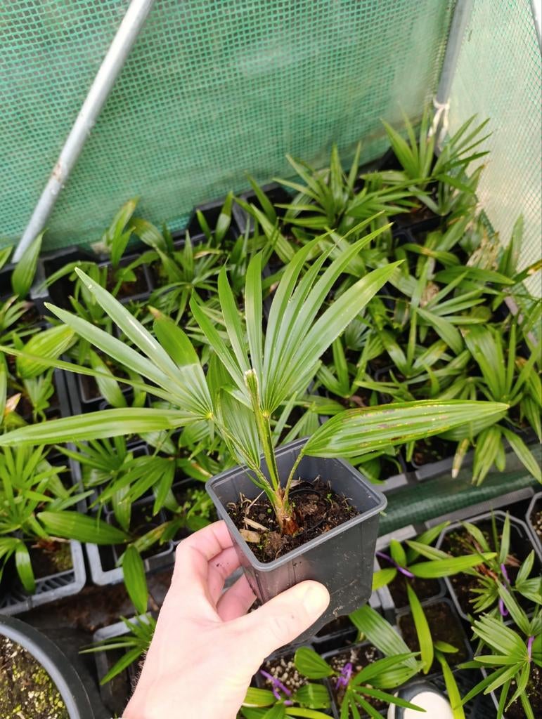 Trachycarpus fortunei x princeps, Tuin en Terras, Ophalen of Verzenden, Overige soorten, Halfschaduw