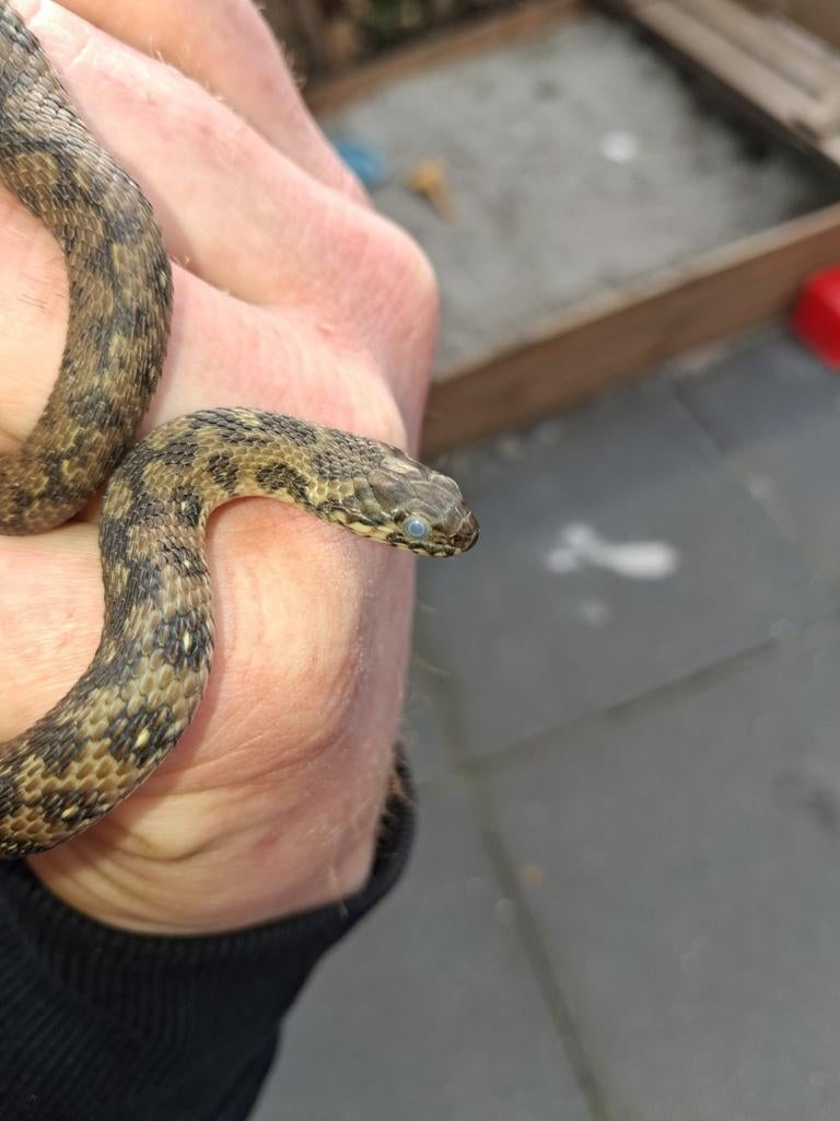 Natrix maura 1 man 1 vrouw van 2025, Dieren en Toebehoren, Reptielen en Amfibieën