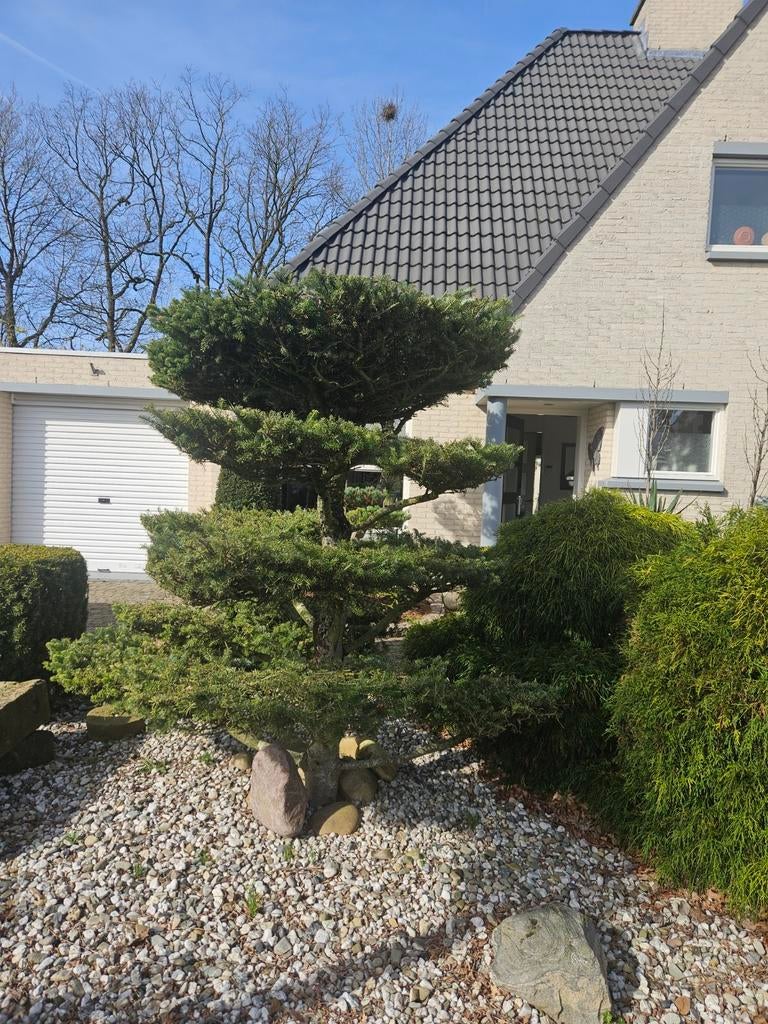 Mooie sierlijke conifeer, ongeveer 1.8 meter hoog., Ophalen, Bloeit niet, Overige soorten, Volle zon