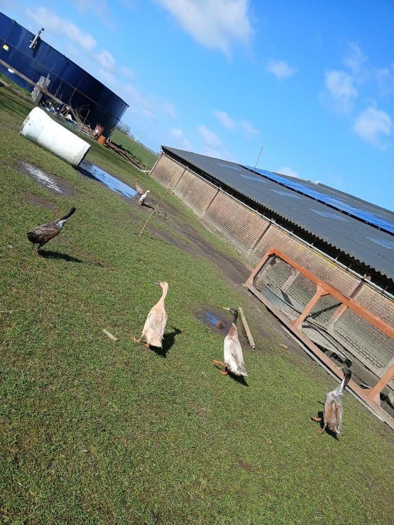 Broedeieren Indische loopeenden, Dieren en Toebehoren, Pluimvee, Geslacht onbekend, Eend