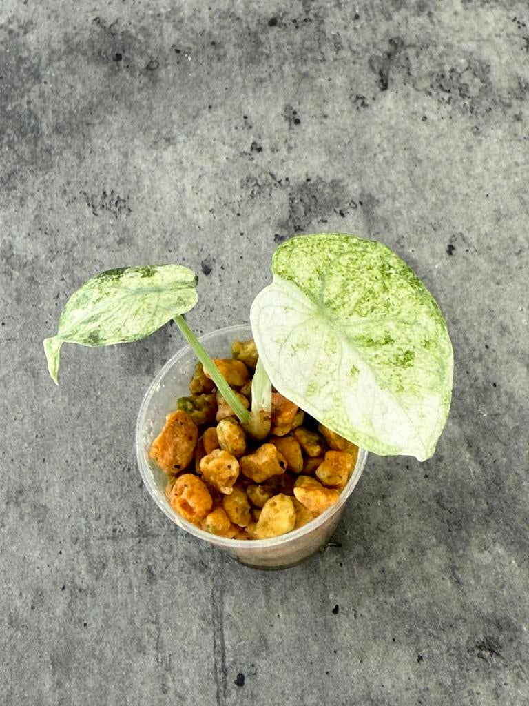 Alocasia Ninja Tricolor variegata, Huis en Inrichting, Kamerplanten, Ophalen of Verzenden, Halfschaduw, Minder dan 100 cm