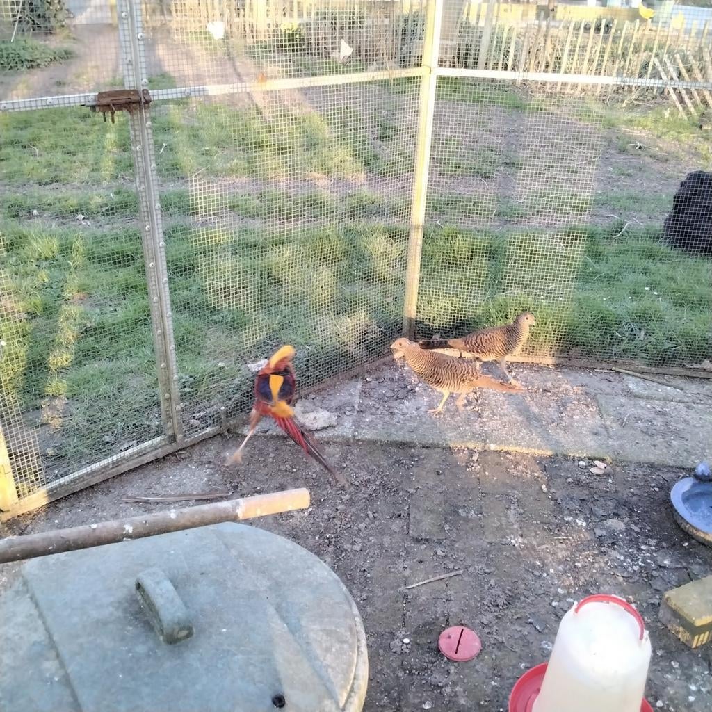 Goudfazant trio 5000 serie, Dieren en Toebehoren, Meerdere dieren