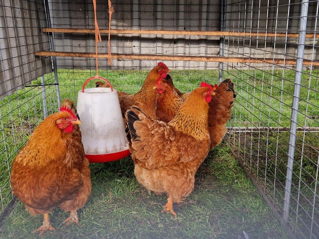 Te koop 3 grote newhamshire hennen, Dieren en Toebehoren, Vrouwelijk, Kip