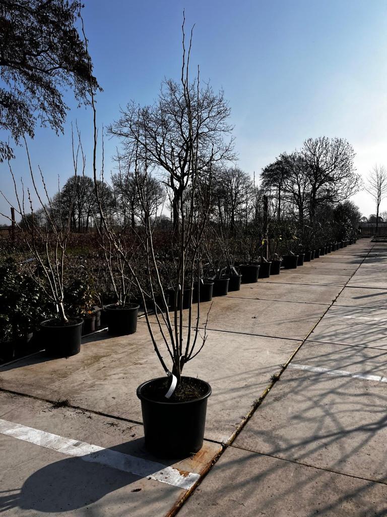 Cercis chinensis Shirobana Meerstammig Judasboom, Tuin en Terras, Planten | Bomen, Overige soorten, Lente, 100 tot 250 cm, Ophalen