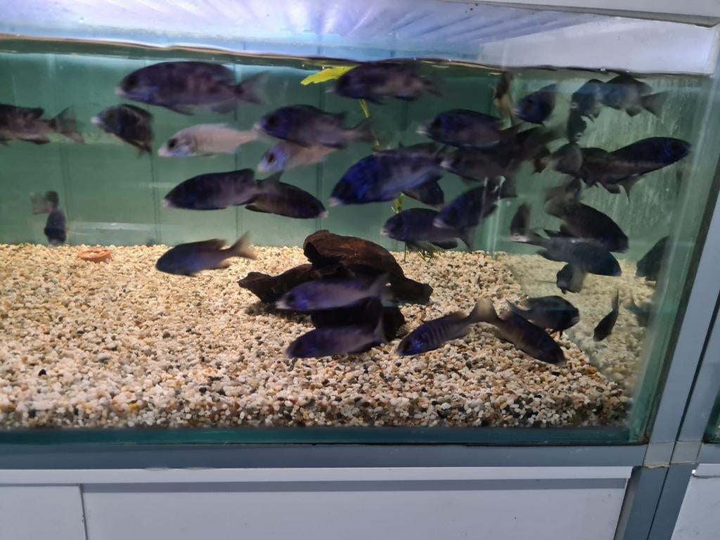 Placidochromis Phenochilus Mdoka White Lips Malawi Cichliden, Vis, Zoetwatervis