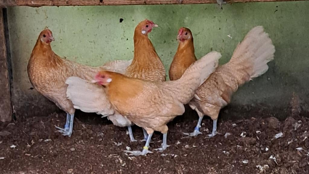 KIPPEN-Baard krielen-Leg hennen Wyandotte-Gron.Meeuwen-ect., Dieren en Toebehoren, Pluimvee, Meerdere dieren, Kip