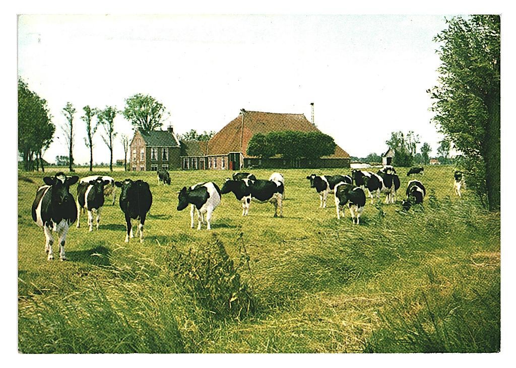 802292 Vrouwenpolder Zeeland 1975 Warga Camping Oranjezon, Ophalen of Verzenden, 1960 tot 1980, Gelopen, Friesland