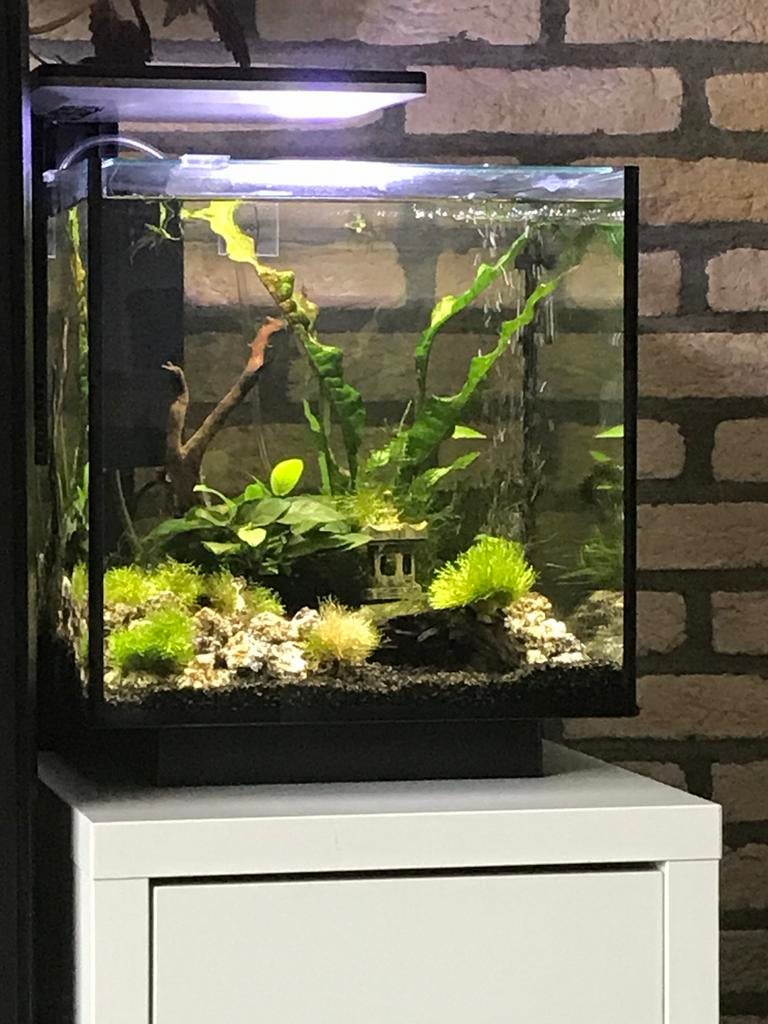 Aquariums en veel toebehoren, Ophalen, Inclusief toebehoren, Gebruikt, Leeg aquarium