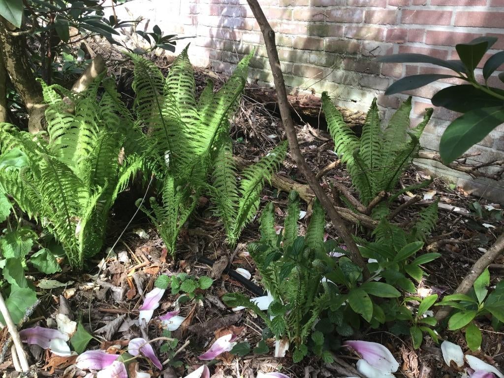 varens, Tuin en Terras, Vaste plant, Varens, Ophalen of Verzenden, Bloeit niet