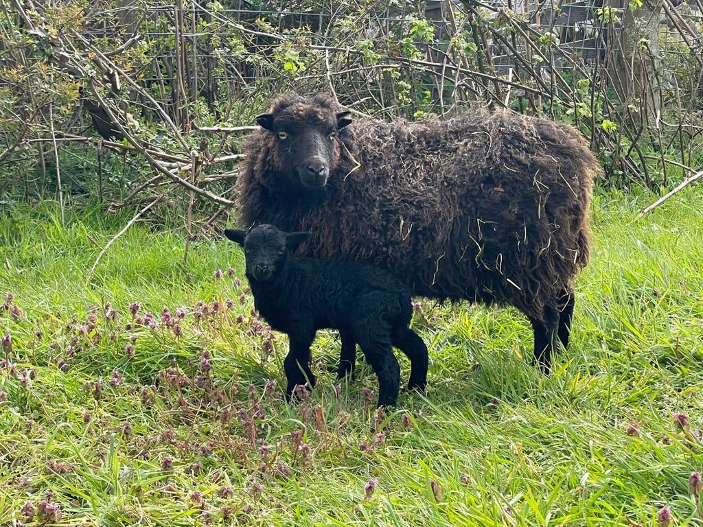 Mooi oussant ram lam elk aannemelijk bod, Mannelijk, Schaap