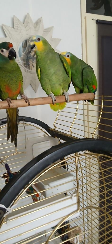 Amazone, Papegaai, Tam