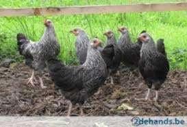 Sussex kippen : Zilverzwarte hennen., Vrouwelijk, Kip