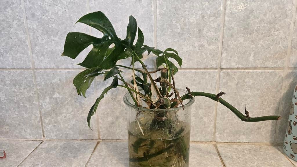 Rhaphidophora tetrasperm, Ophalen of Verzenden, Volle zon, Overige soorten, Minder dan 100 cm