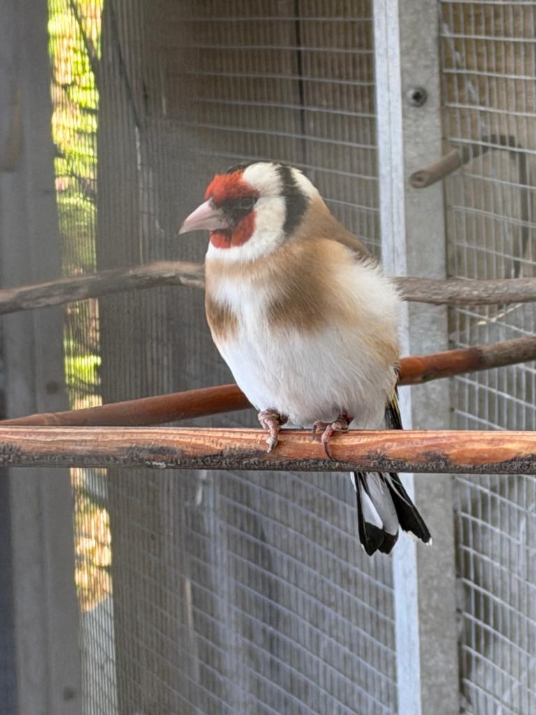 Majoor putter man, Mannelijk, Wildzangvogel, Geringd