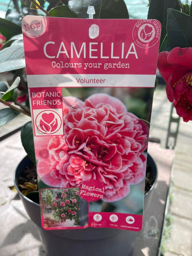 Camellia - Volunteer +/-50cm hg, Vaste plant, Halfschaduw, Lente, Ophalen