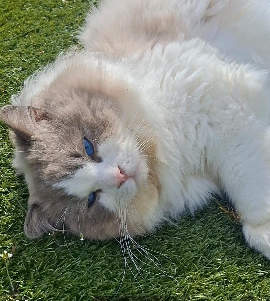 Blue bicolor grote ervaren ragdoll dekkater getest, Dieren en Toebehoren