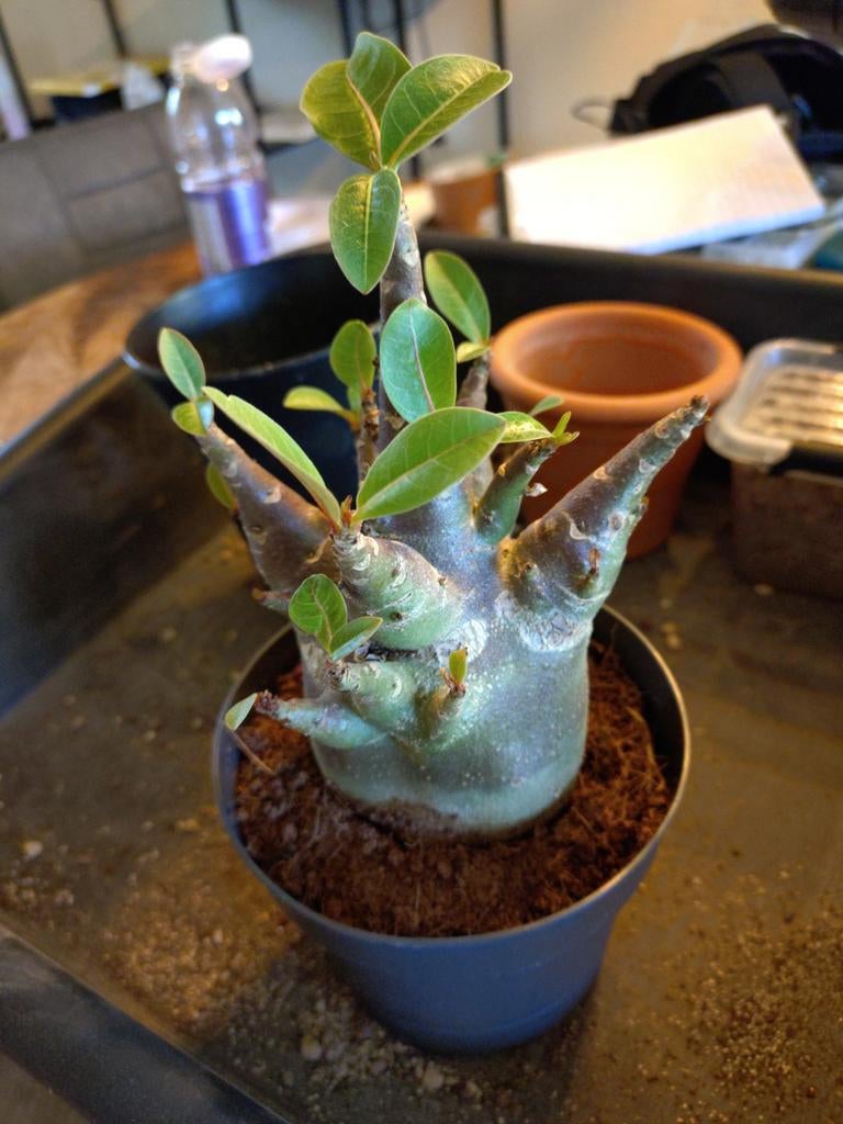 Adenium baboabab plant, Ophalen of Verzenden, Halfschaduw, Minder dan 100 cm