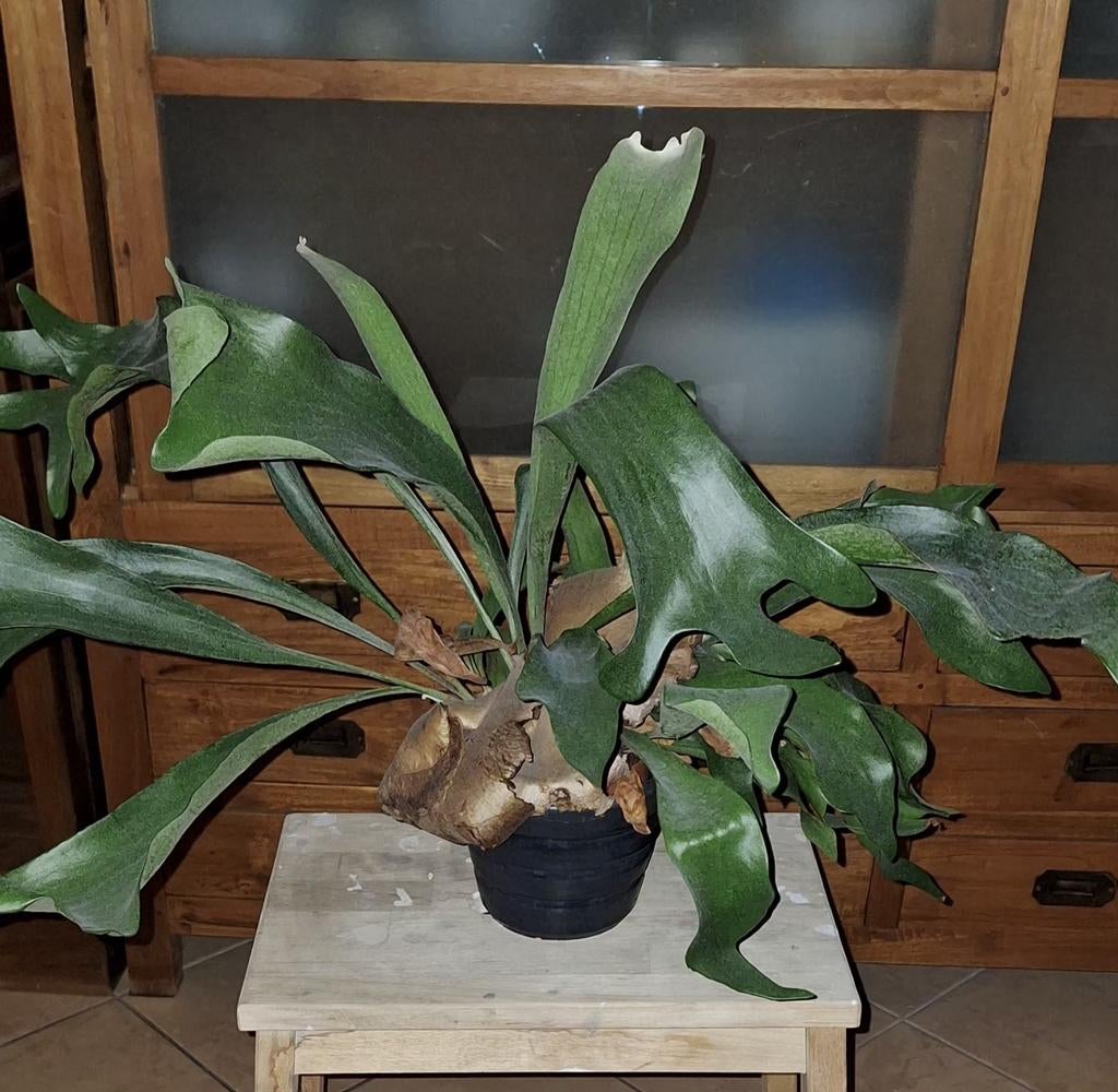 Platycerium Hertshoorn., Tuin en Terras, Planten | Tuinplanten, Ophalen, Vaste plant, Varens, Bloeit niet