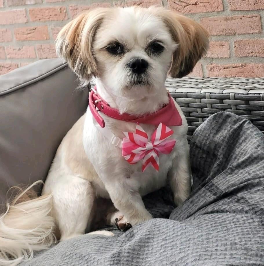 Nestaankondiging shitzu pups, Overige rassen, 8 tot 15 weken, Meerdere, Meerdere dieren