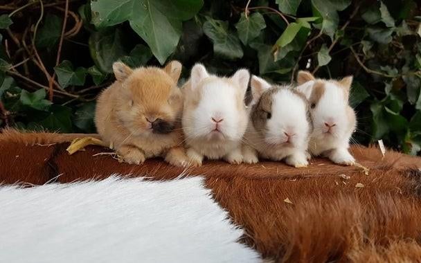 Mini baby dwerg konijnen !  💕 konijntjes dwergen konijn, Dieren en Toebehoren, Konijnen, Meerdere dieren, Dwerg, Hangoor, 0 tot 2 jaar