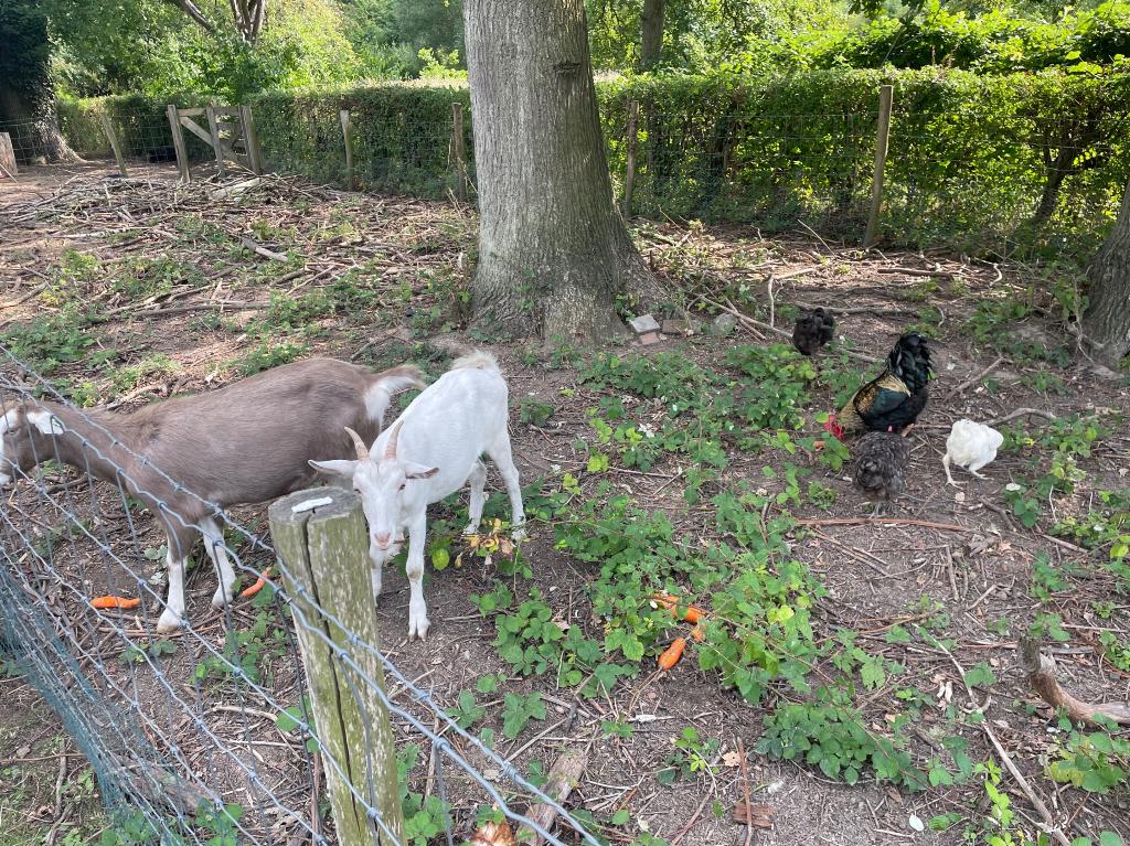 Toggenburger en Saanen geit, Dieren en Toebehoren, Schapen, Geiten en Varkens, Vrouwelijk, Geit, 0 tot 2 jaar