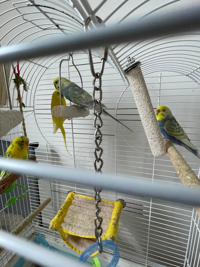 Grasparkieten te koop  - Budgies for Sale, Dieren en Toebehoren, Vogels | Parkieten en Papegaaien, Meerdere dieren, Parkiet