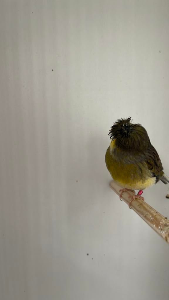 Gloster carona man, Dieren en Toebehoren, Mannelijk