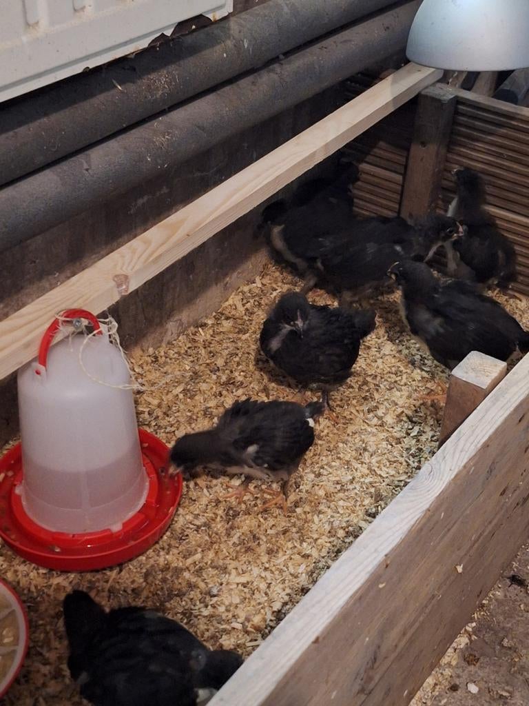 Jersey giant, Dieren en Toebehoren, Geslacht onbekend, Kip