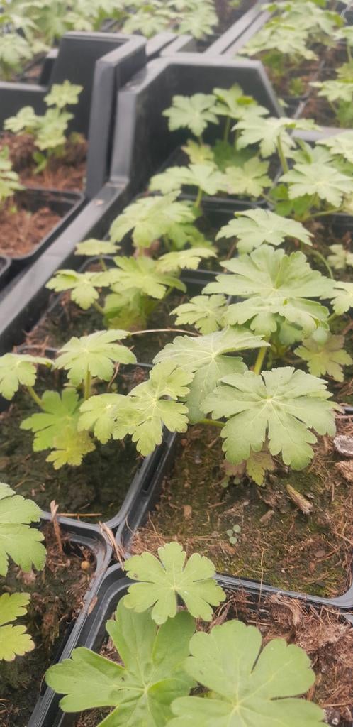 Geranium macrorrhizum planten 1.50 euro per stuk, Tuin en Terras, Planten | Tuinplanten, Ophalen of Verzenden