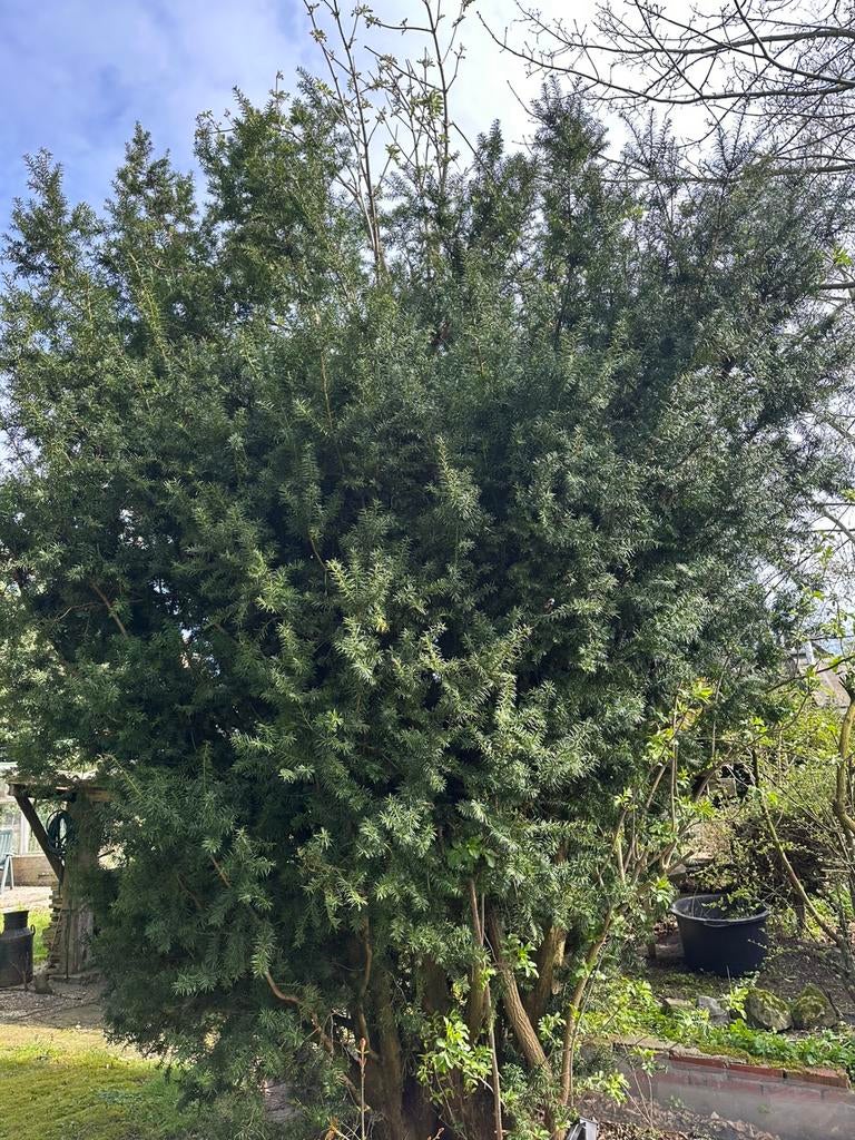 Taxus, Tuin en Terras, Planten | Bomen, Ophalen, Bloeit niet, Halfschaduw, Overige soorten