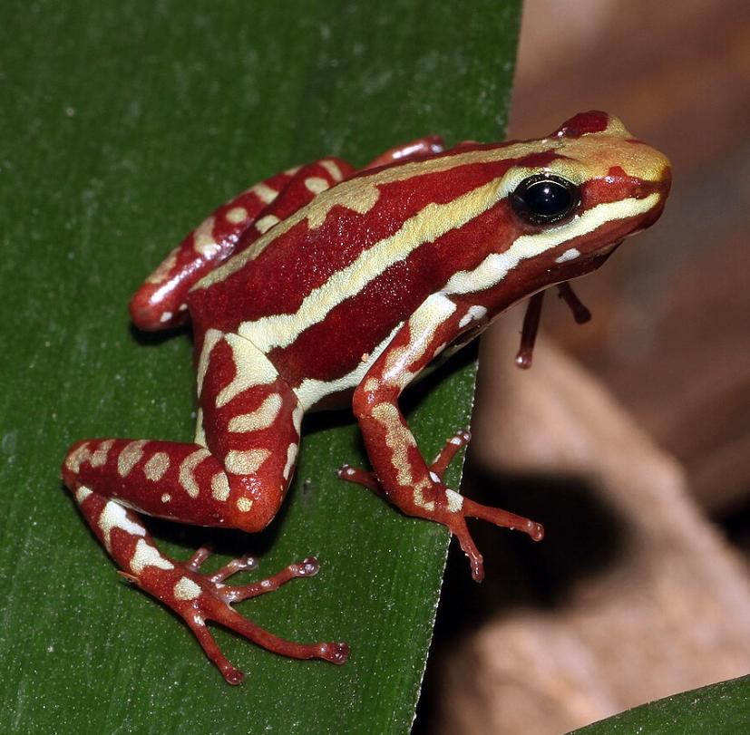 Epipedobates anthonyi (tricolor) gifkikker Frog - unknown for sale from Coen Donkers