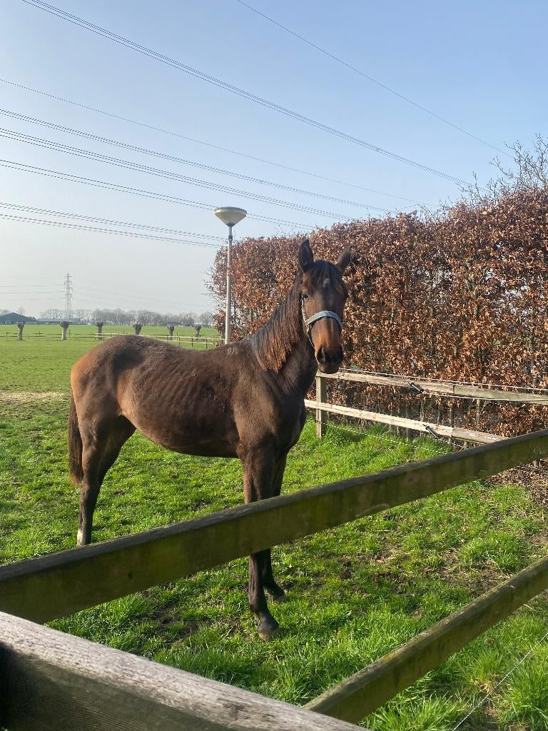 1-jarige KWPN merrie te koop, vader Chacco DDH!, Merrie, Springpaard, Met stamboom, 0 tot 2 jaar