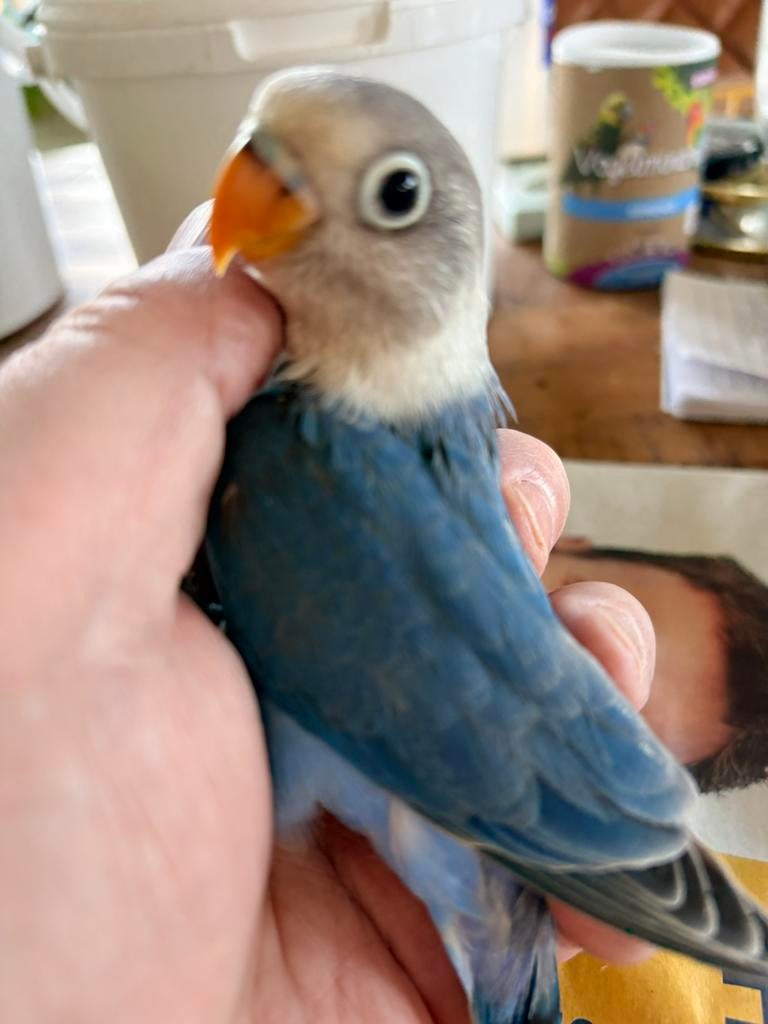 Te koop agapornis fischeri babys, Meerdere dieren, Dwergpapegaai of Agapornis, Geringd