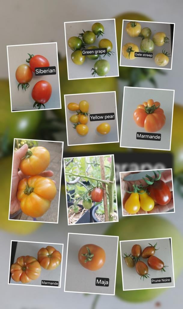 BIO tomaten zaden, Tuin en Terras, Bloembollen en Zaden, Ophalen of Verzenden, Voorjaar, Volle zon, Zaad