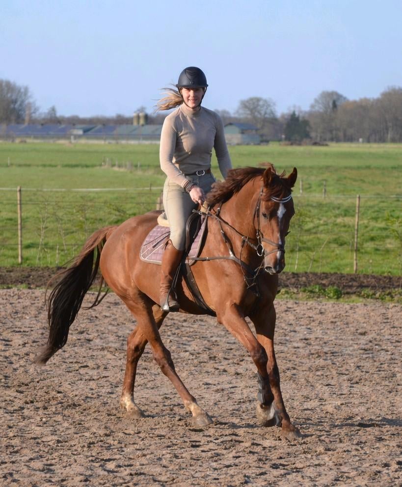 Ruin, 2016, 1.70 , springen 1.10+ , L1 dressuur, Dieren en Toebehoren, Paarden, Springpaard, Met stamboom, Ruin, 170 tot 175 cm