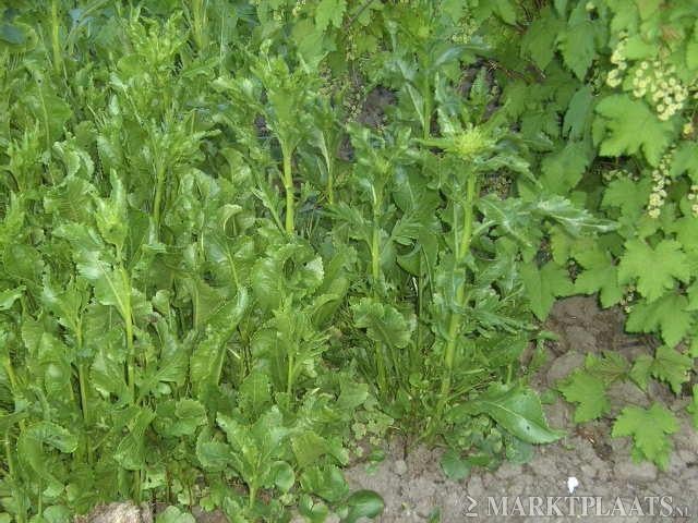 Mierikswortel plant/wortel, Ophalen of Verzenden, Vaste plant, Overige soorten, Volle zon