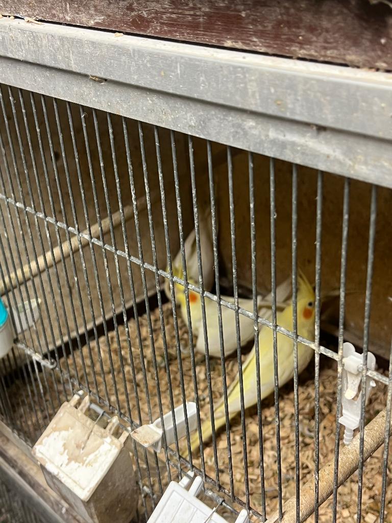 Diverse Vogels tekoop.  en  kooien  tekoop, Meerdere dieren, Parkiet