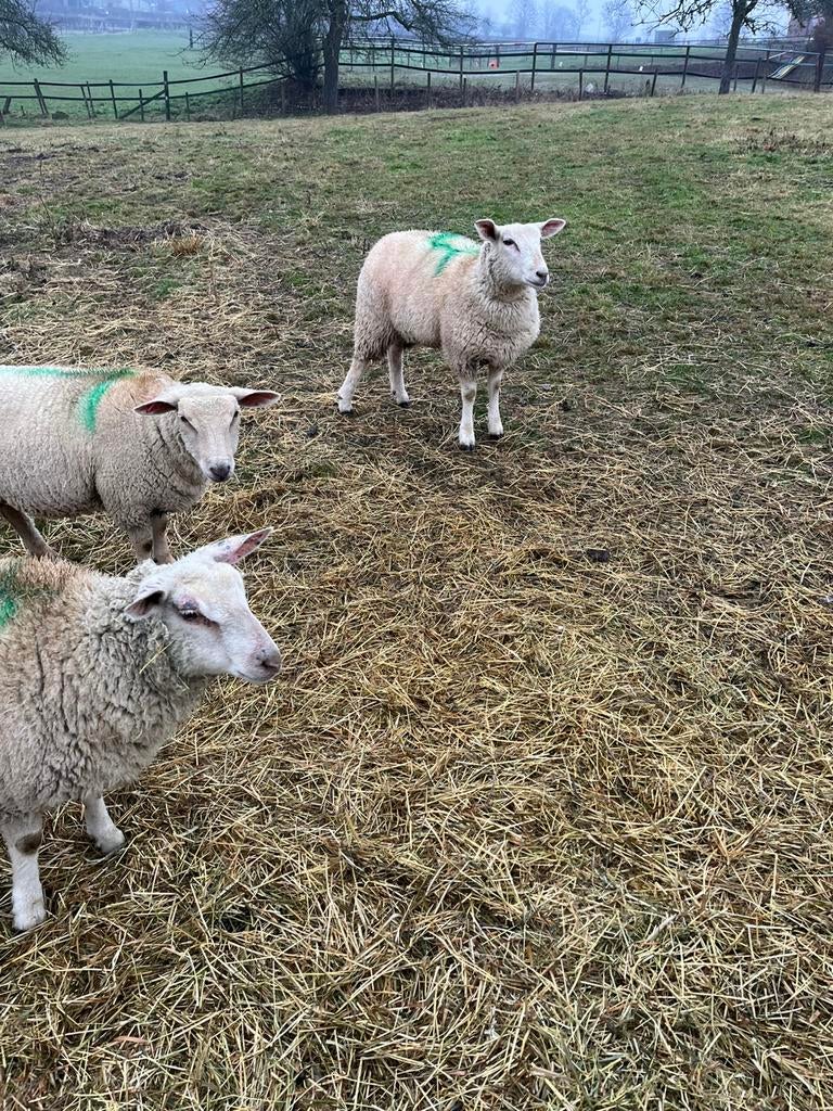 Charollais rammen, Dieren en Toebehoren, Schapen, Geiten en Varkens, Mannelijk, Schaap