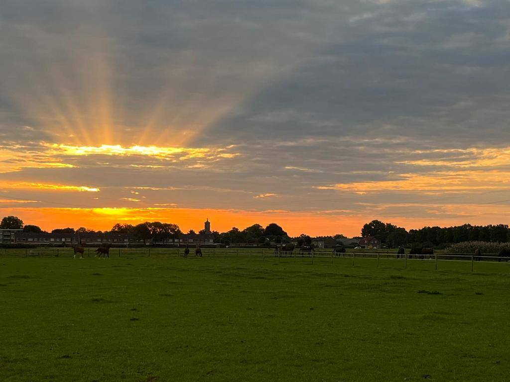 STAL/WEIDEGANG GEZOCHT!!, Dieren en Toebehoren, Stalling en Weidegang, Weidegang, 2 of 3 paarden of pony's