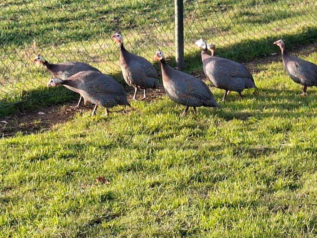 Parelhoenders, Dieren en Toebehoren, Pluimvee, Meerdere dieren, Eend