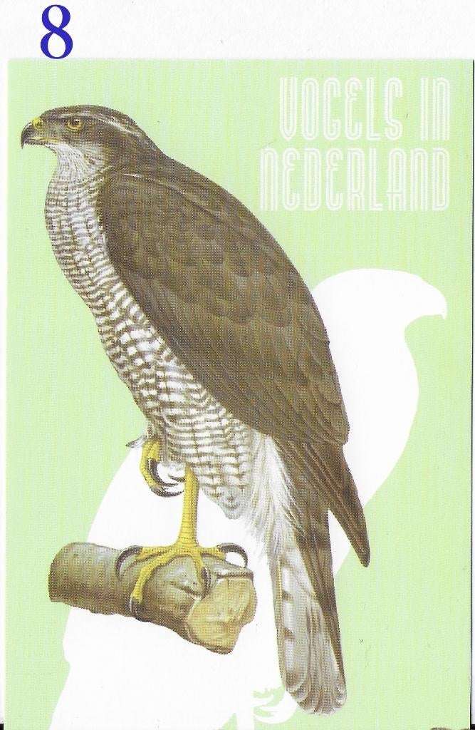 Ansichtkaart Vogels in Nederland Havik Roofvogel ( B3934), Verzenden, 1980 tot heden, Ongelopen